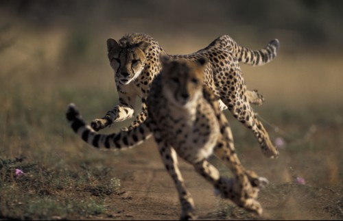 Cheetahs running. Cheetahs have a flexible spine, oversized liver, enlarged hart, wide nostrils and 