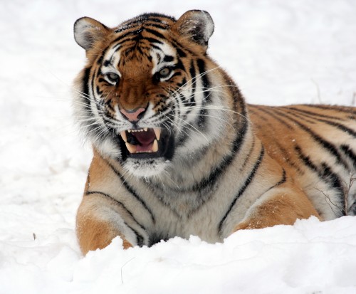 20090205174501Panthera_tigris_altaica_28_-_Buffalo_Zoo5907d.jpg