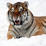 20090205174501Panthera_tigris_altaica_28_-_Buffalo_Zoo5907d