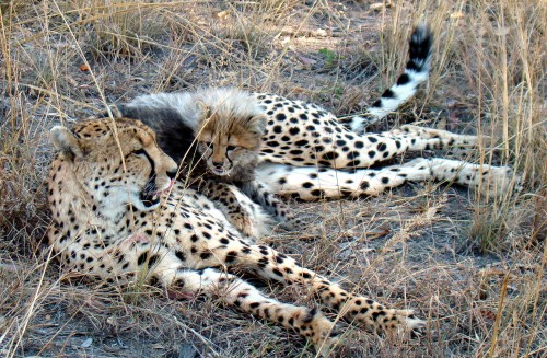 A_little_cheetah_lieying_on_his_mom-JD68f04.jpg