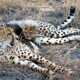 A_little_cheetah_lieying_on_his_mom-JD68f04