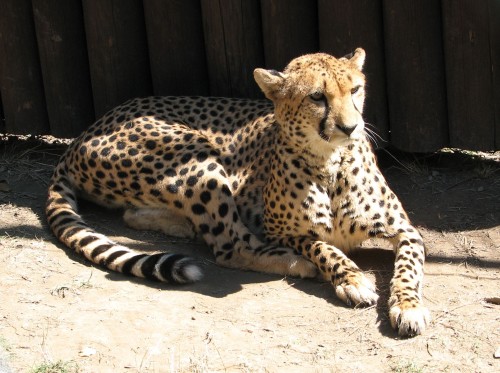 Acinonyx.jubatus-1-ZOO.Olomouc16eb1.jpg