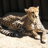 Acinonyx.jubatus-1-ZOO.Olomouc16eb1