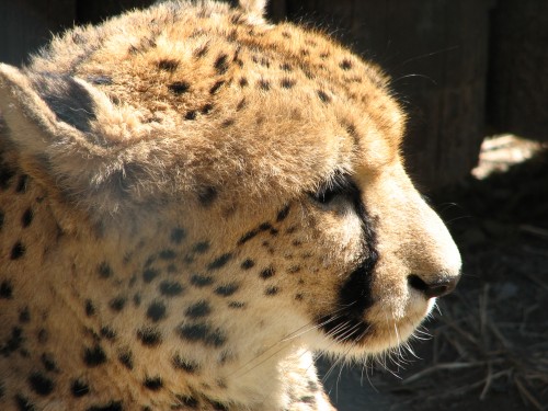 Acinonyx.jubatus-head1-ZOO.Olomoucfa4a1.jpg