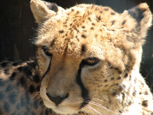 Acinonyx.jubatus-head2-ZOO.Olomoucb1f1c.jpg