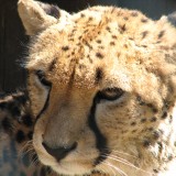 Acinonyx.jubatus-head2-ZOO.Olomoucb1f1c