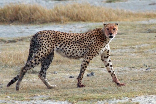 Acinonyx_jubatus_walking_edit17251.jpg