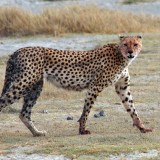 Acinonyx_jubatus_walking_edit17251