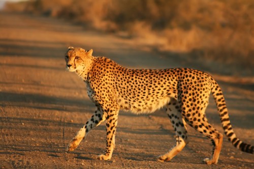 Cheetah_Kruger393a22.jpg