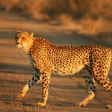 Cheetah_Kruger393a22