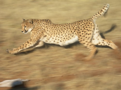 Cheetah_Running_2_by_Serendith71514.jpg