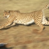 Cheetah_Running_2_by_Serendith71514