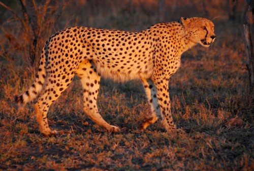 Cheetah_Umfolozi_eveningffc49.jpg