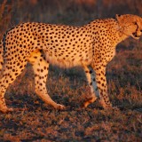 Cheetah_Umfolozi_eveningffc49