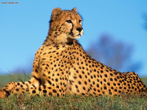 Fast_Predator_Cheetah852ef.jpg