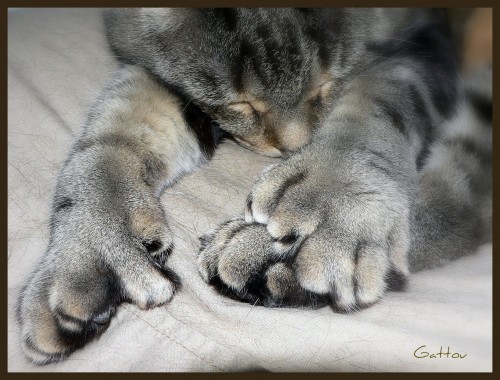 Feline_polydactylismf180d.jpg