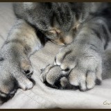 Feline_polydactylismf180d