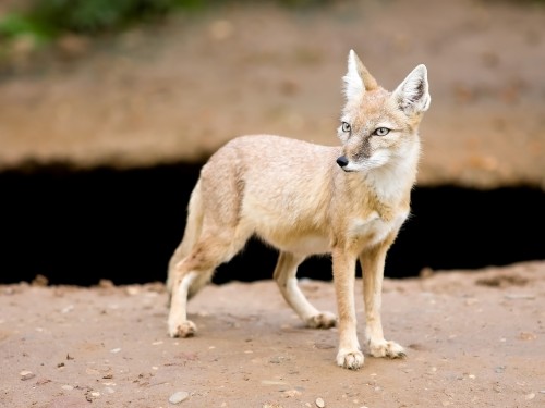 Fox---Vulpes-corsac---Gentrycff84.jpg