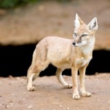 Fox---Vulpes-corsac---Gentrycff84