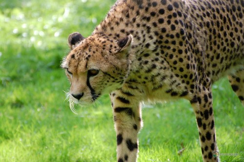 Gepard-Acinonyx-jubatus-0001_1552a9a.jpg