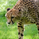 Gepard-Acinonyx-jubatus-0001_1552a9a