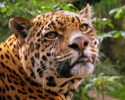 Jaguar_at_Edinburgh_Zooad4b3.jpg