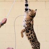 Jumping_Serval58ae3