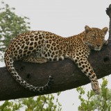 Panthera_p_pardus_2007-01-02_12f7481