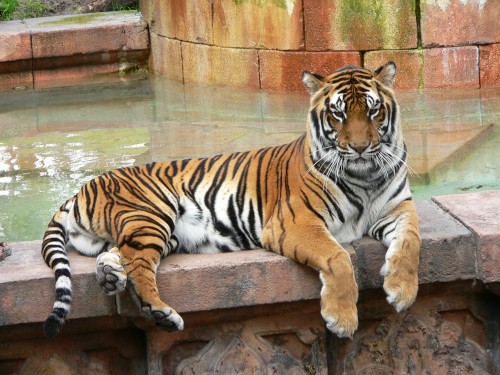 Panthera_tigris53a4a1.jpg