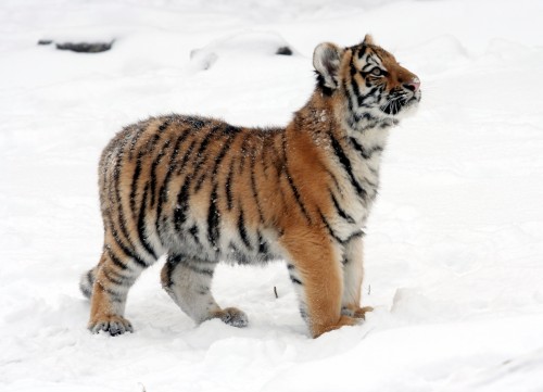 Panthera_tigris_altaica_22_-_Buffalo_Zoo97f10.jpg