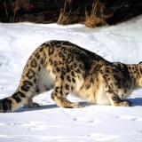 ReadytoPounceSnowLeopard08303