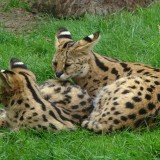 Servals_Thoiry_1980128893