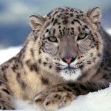 SnowLeoparde4241