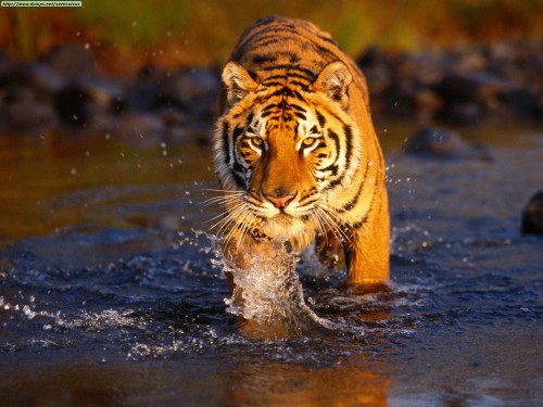 TigerBengal1d8da8.jpg