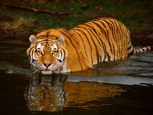 Tigerinwaterf84c1.jpg