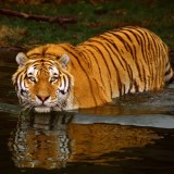 Tigerinwaterf84c1