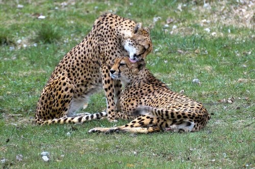 cheetahsgrooming902f9.jpg