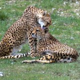 cheetahsgrooming902f9