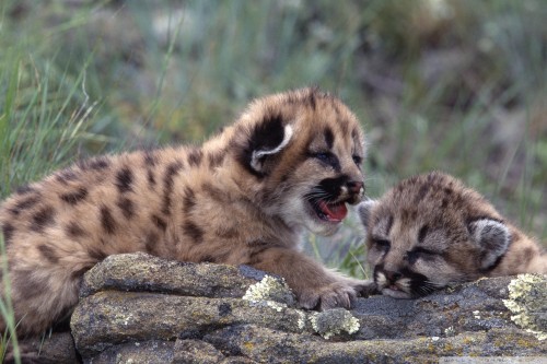 feline_cubs-2000x133327431.jpg