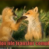 funny-pictures-firefox-file-transfer-is-complete83a36