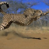 gepard_cheetan17850c4