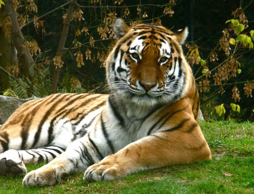 jpg_Tigre_de_Siberie__Panthera_tigris_Afrique_25ae42.jpg