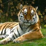 jpg_Tigre_de_Siberie__Panthera_tigris_Afrique_25ae42