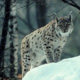 luchs185306