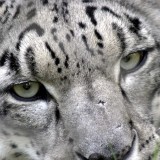 snow_leopard_75291263d