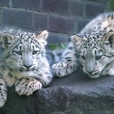 tierpark1110043082d