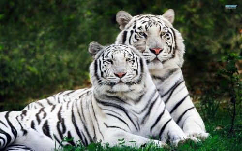 white-bengal-tigers-1764-1920x12004e505.jpg