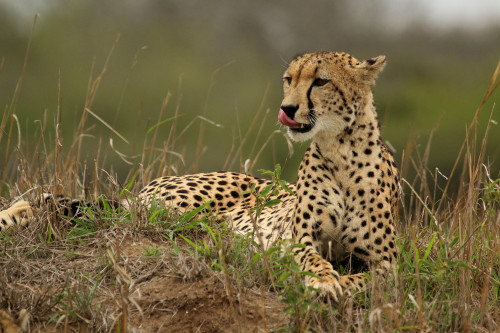 Cheetah_Acinonyx_jubatus_female_2f47ee.jpg