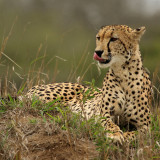 Cheetah_Acinonyx_jubatus_female_2f47ee