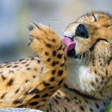 WildAnimalCheetahWallpaperHD6904c8fdb80